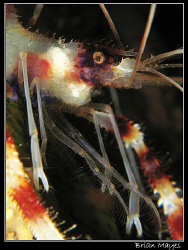 Close up of Banded Coral Shrimp.......Canon G7 with Inon ... by Brian Mayes 